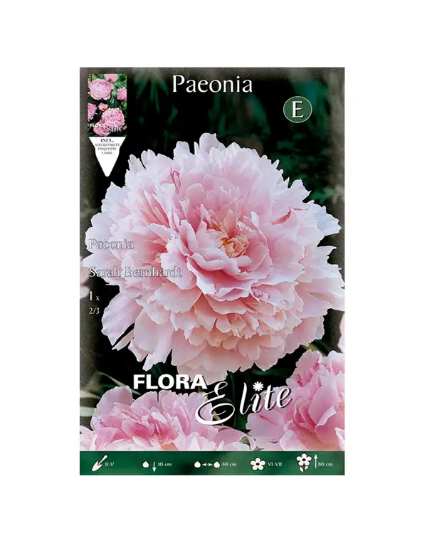 bulbo-peonia-flora-elite-sarah-bernhardt-rosa
