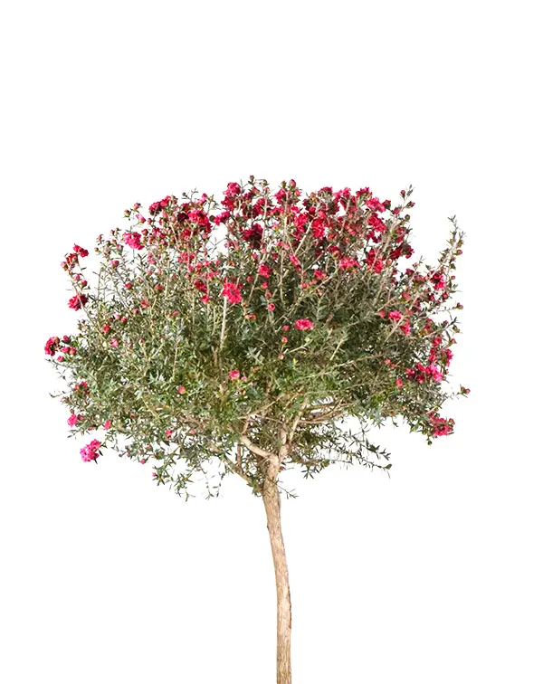 leptospermum-manuka-copa-con-tronco-detalle