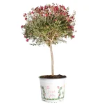 Leptospermum Manuka Copa