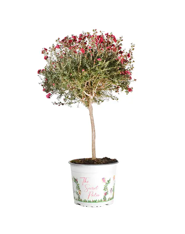 leptospermum-manuka-copa-primavera-exterior