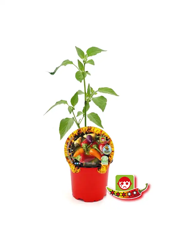 pimiento-picante-explosive-ember-fitoralia