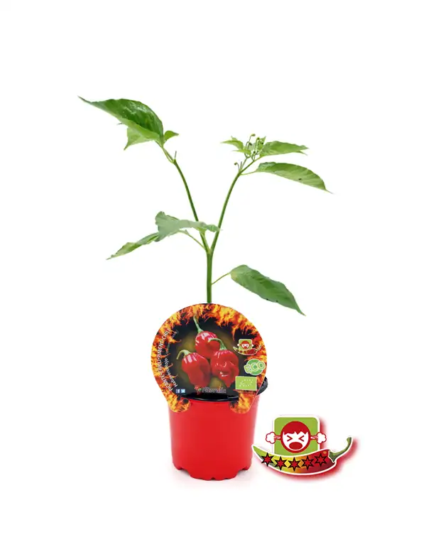 pimiento-picante-habanero-rojo-fitoralia