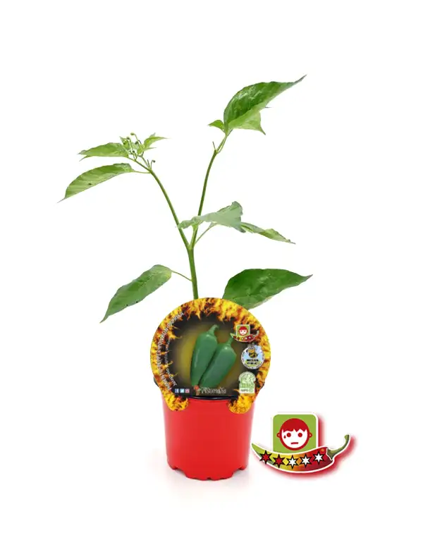 pimiento-picante-jalapeno-fitoralia-horticolas