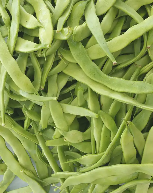 semillas-ecologicas-judia-enrame-helda-vainas