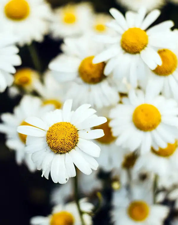 semillas-ecologicas-manzanilla-camomila-flores