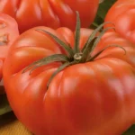 Semillas Ecológicas Tomate Marmande Raf Batlle