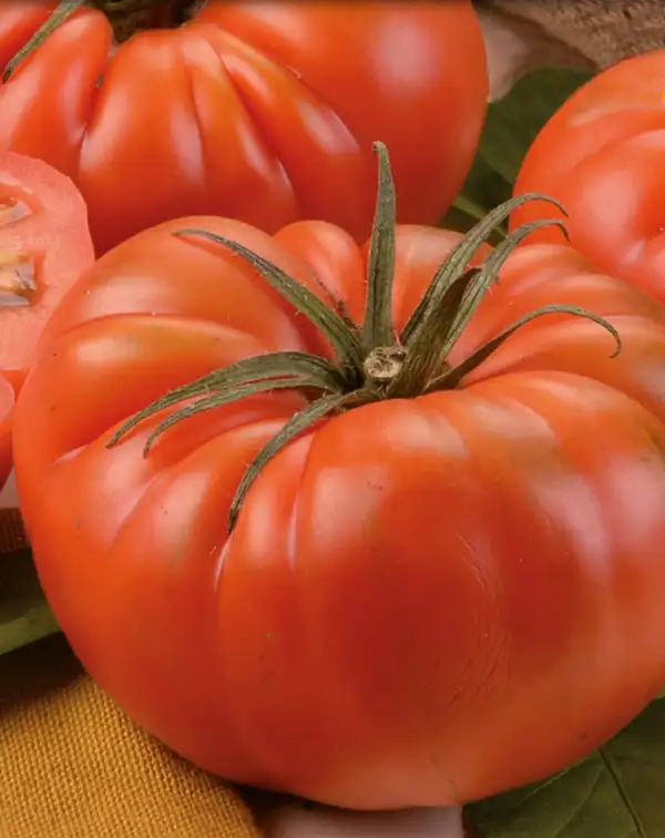 semillas-ecologicas-tomate-marmande-raf-batlle