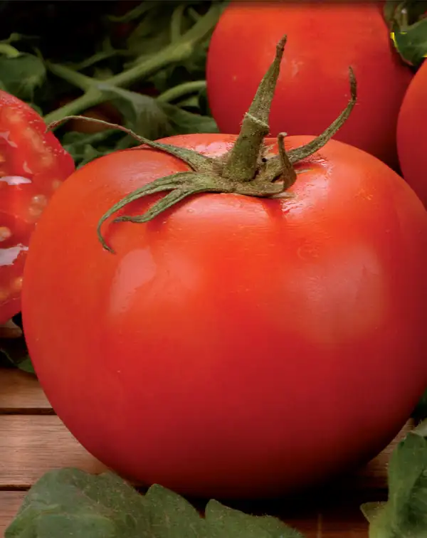 semillas-ecologicas-tomate-tres-cantos-batlle