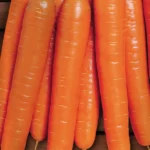 Semillas Ecológicas Zanahoria Nantesa 5 Batlle