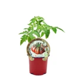 Tomate Antiguo Black Ruffles