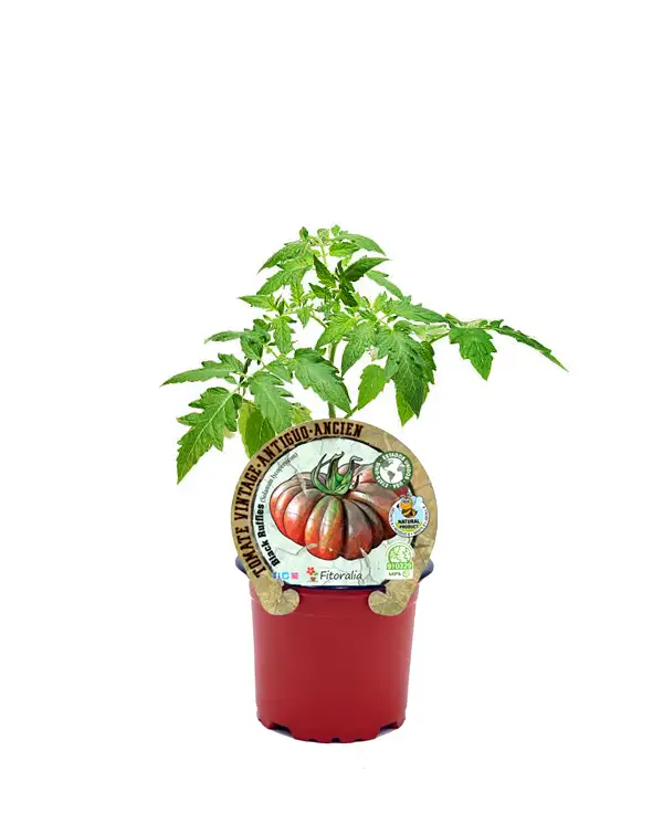tomate-antiguo-black-ruffles-fitoralia