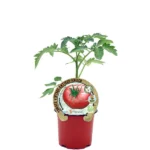 Tomate Antiguo Brandywine