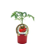 Tomate Antiguo Costoluto Genovese