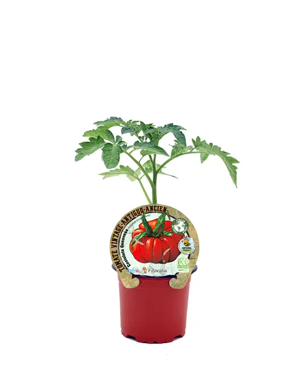 tomate-antiguo-costoluto-genovese-fitoralia