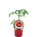 Tomate Antiguo Feo de Tudela