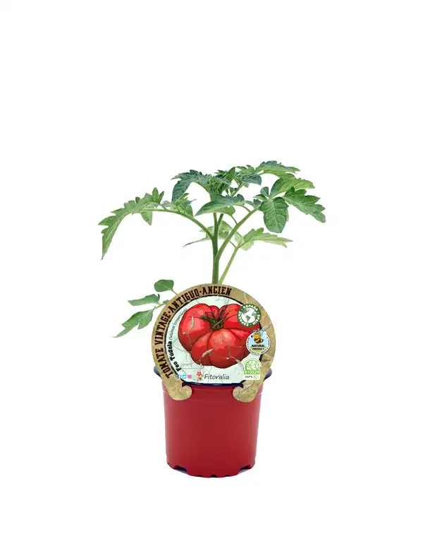 tomate-antiguo-feo-de-tudela-fitoralia