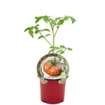 Tomate Antiguo Negro Ruso