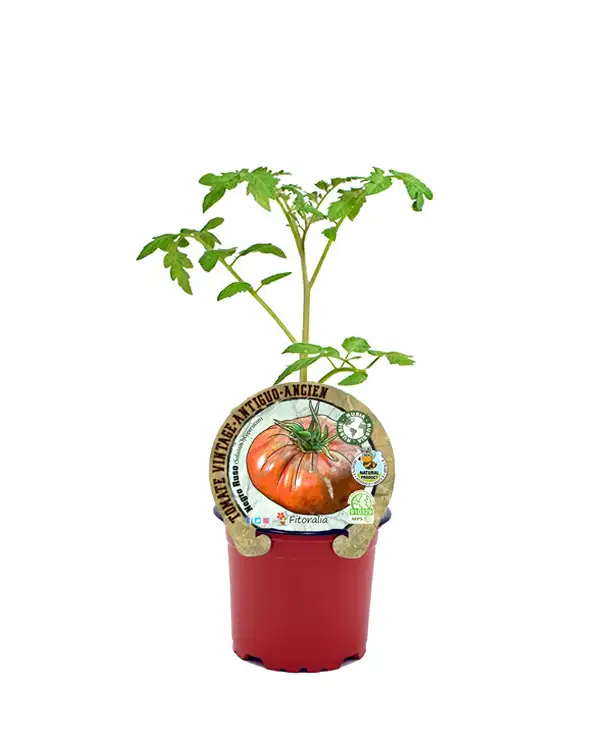 tomate-antiguo-negro-ruso-fitoralia