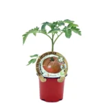 Tomate Antiguo Rosa Barbastro