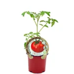 Tomate Antiguo Rosa de Berna